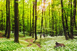 Vorschaubild Waldweg  Lassen Sie sich von der Natur ablenken! (5000 x 2813)